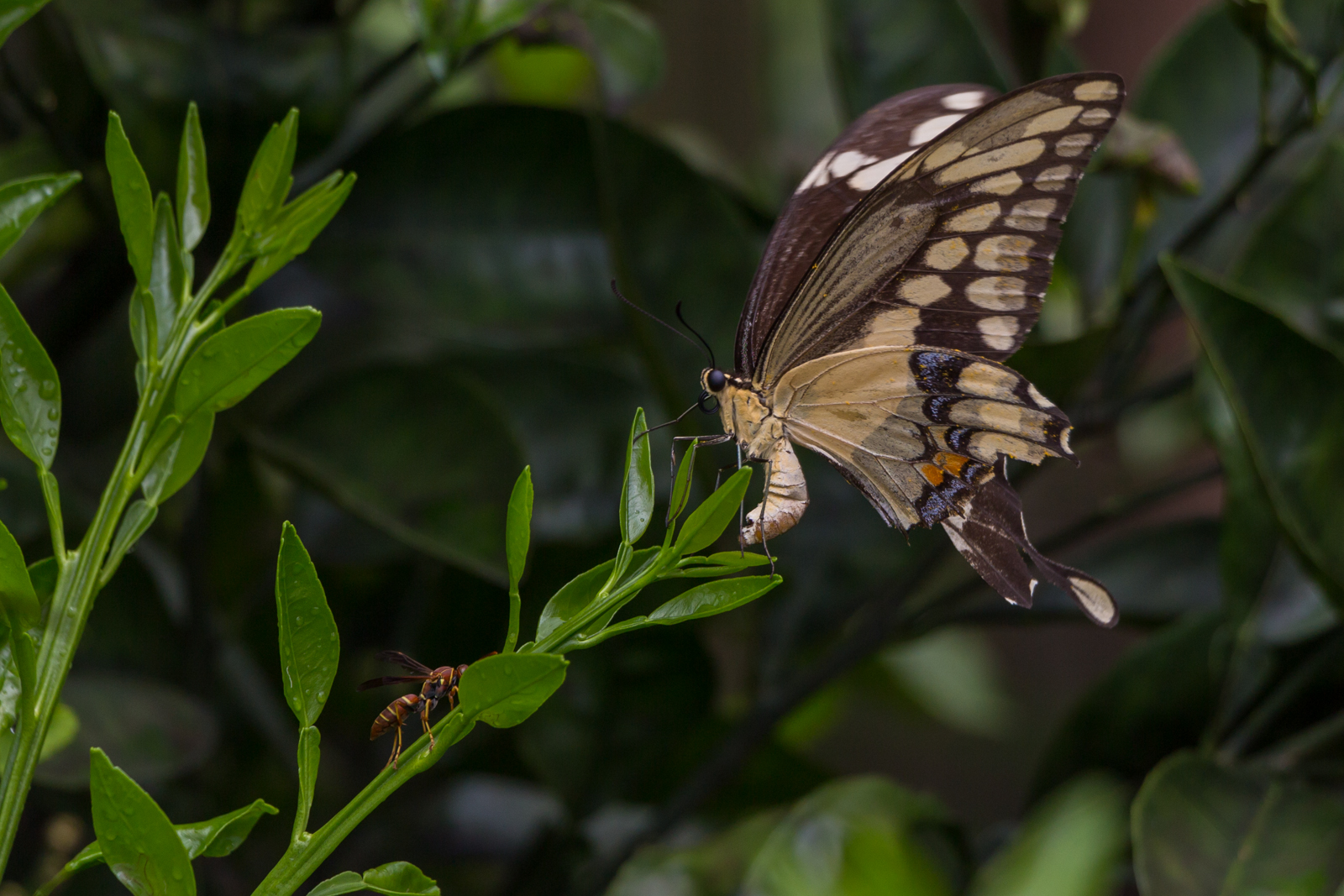 Butterfly vs Wasp