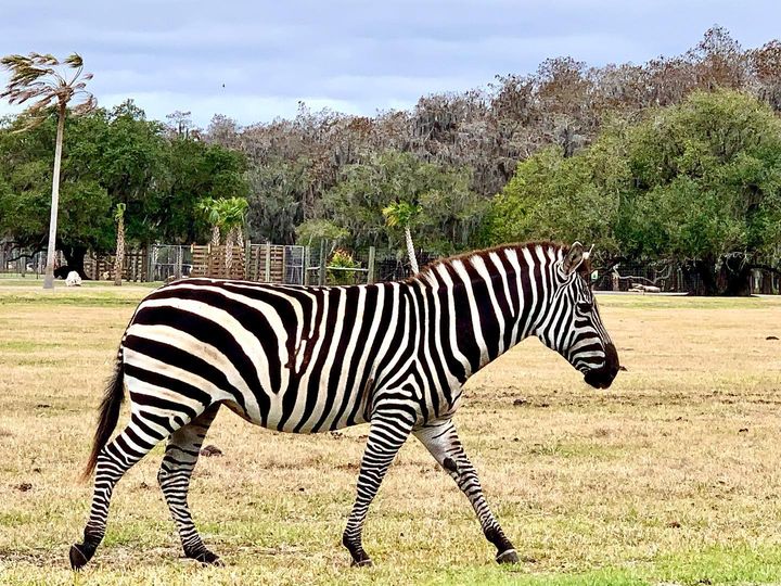 Zebra